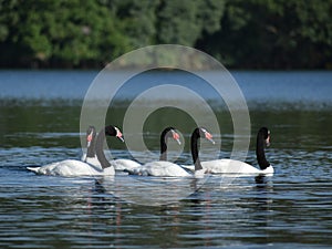 group of black-necked swans (Cygnus melancoryphus) in Buenos Aires