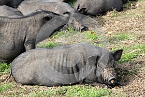 A group of black pigs play and sleep