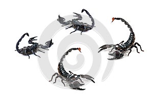 A Group of black scorpions.