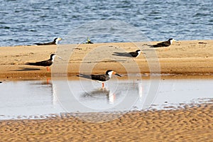 Group of black skimmer (Rynchops niger)