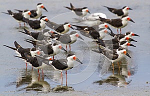 A group of black skimmers (Rynchops niger) resting in shallow water