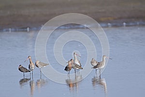 Group of black tailed godwit bird standing in the water