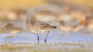 Group of Black Tailed Godwit with Bright Background