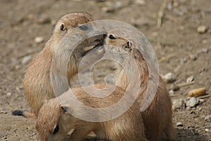 Group of Black-tailed Prairie Marmot - Cynomys ludovicianus