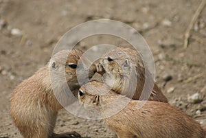 Group of Black-tailed Prairie Marmot - Cynomys ludovicianus