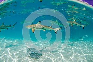 A group of black tip reef sharks in Moorea Tahiti French Polynesia