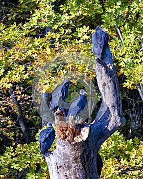 Group of black vultures resting on a dead tree trunk on the bank of the Grand River below the Pensacola Dam. photo