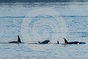 Group of black whales swimming in the water in the Salish sea