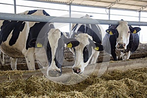 A group of black and white cow