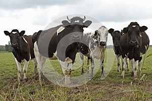 A group black and white cows