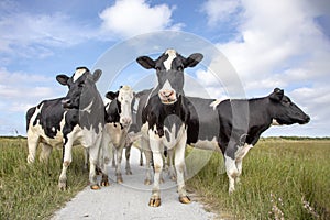 Group of black and white cows, friesian holstein, standing on a path in a pasture under a blue sky and a faraway straight horizon