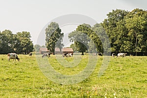 Group of black and white cows in pasture
