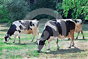 Group of black white cows walks breeding on farm