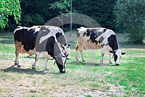Group of black white cows walks breeding on farm field meadow
