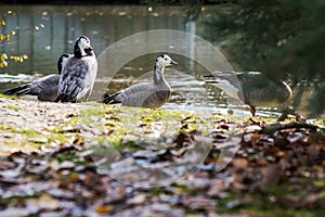 Group of black and white ducks, Barnacle goose, Branta leucopsis, resting on the grass