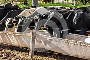 Group of black-and-white milk cows eatin feed while standing in row