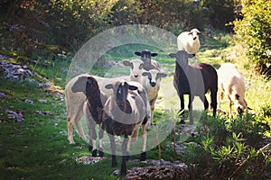 A group of black and white sheep going to a meeting along the path looking at the camera, lit by the sun