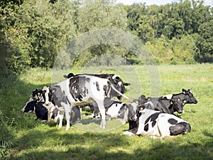 Group of black and white young cows in green grassy meadow near summer forest in holland