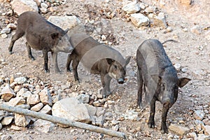 Group of black wild boar standing