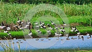 Group of Black-winged Stilt were flying over the water pond by the green grass.