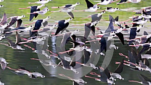 Group of Black Winged Stilts flying over water