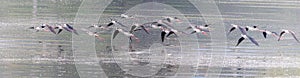 Group of Black Winged Stilts flying over water