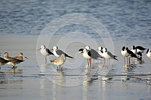 A group of Blacked Backed Stilts Birds