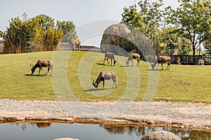 Group of blesboks grazing in the zoo. Cumiana, Turin, Italy.