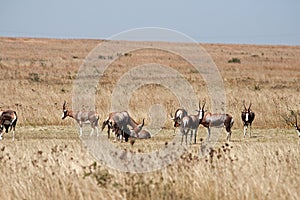 GROUP OF BLESBUCK