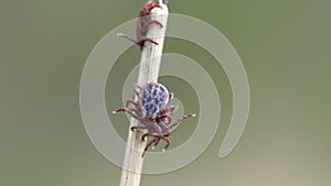 Group of blood-sucking mites crawling on a dry blade of grass outdoors macro