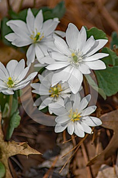 Group of Bloodroot Wildflowers