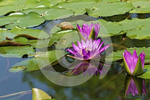 Group of bloom purple lotus with reflection in the water on nature background.