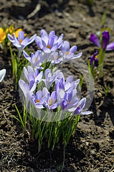 A group of blooming blue crocuses.