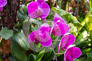 A group of blooming dark purple orchids. Singapore