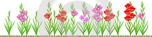 Group of blooming gladiolus plant with flowers of different colors