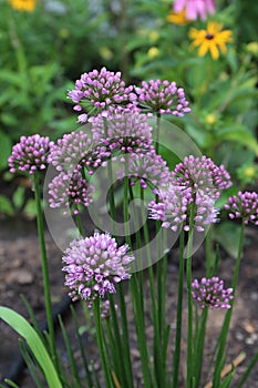 A Group of Blooming Millenium Allium Flowers in a Garden