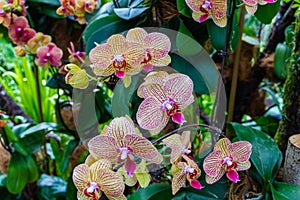 Group of blooming orchids. Singapore