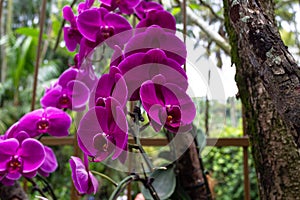Group of blooming purple orchids. Singapore
