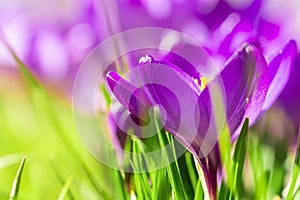 A group of blooming Ruby Giant crocuses on a green moan.