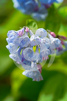 Group of Blooming Virginia Bluebells Mertensia virginica