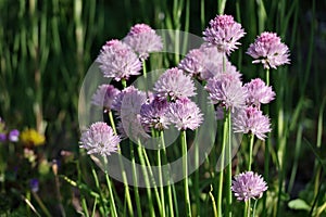 A group of blooming white-pink flowers with spherical shapes on round green stems