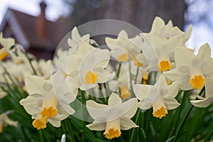 Group of blooming white and yellow daffodils in Dane John Gardens, Canterbury, Kent, England, Uk.