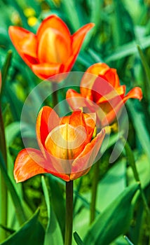 A group of blooming yellow-orange tulips.The background is blurry.Spring background.