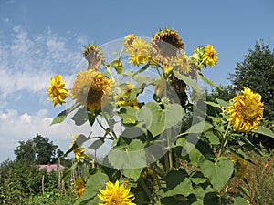 Group of blossoming decorative sunflowers illuminated by the sun in the garden