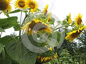 Group of blossoming decorative sunflowers illuminated by the sun in the garden