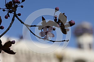 A group of blossoming flowers of a magnolia tree on thin green twigs.