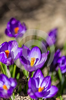 Group of Blossoming Lilac Crocus Flowers