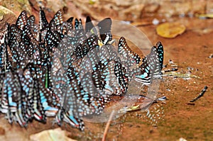 A group of blue butterflies