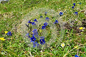 group of blue Clusius\' gentian (Gentiana clusii) flowers photo