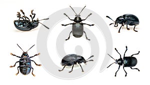 Group of blue milkweed beetle isolated on white background. View from the bottom. Insect. Animals